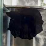 betta424