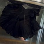 betta424