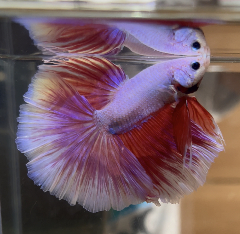 betta422