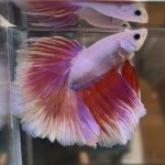 betta422