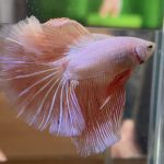 betta423