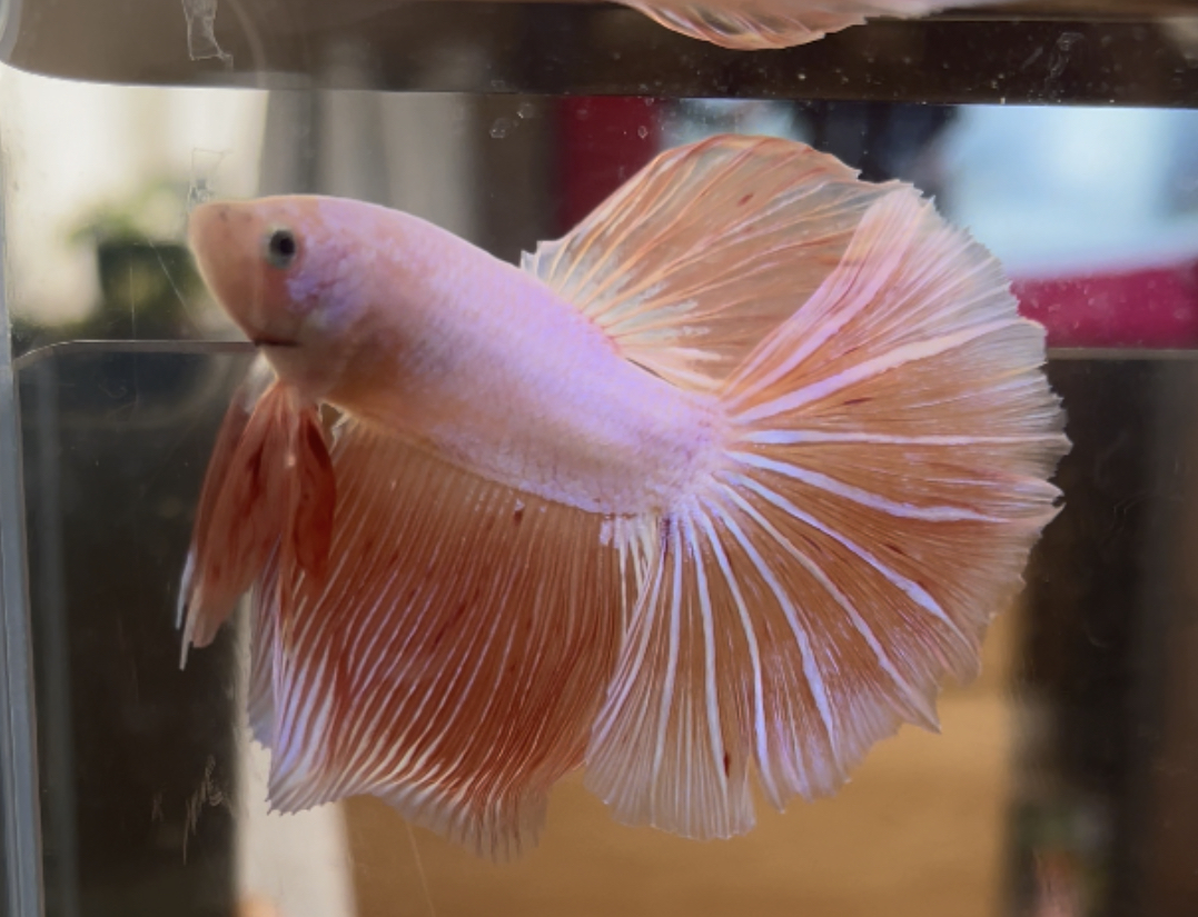 betta423