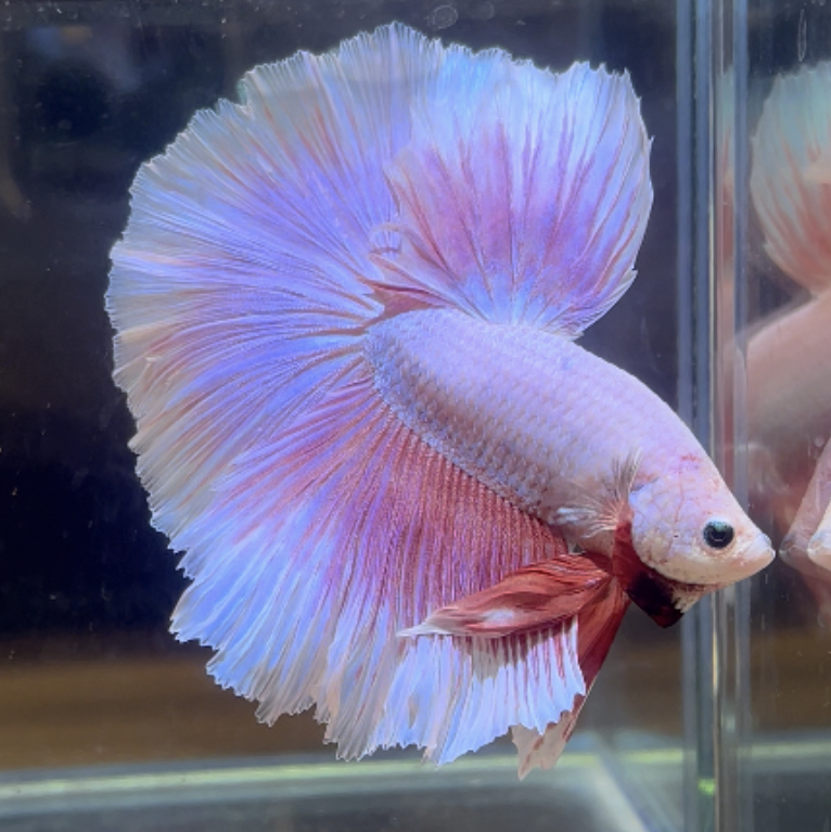 betta425