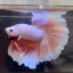 betta425