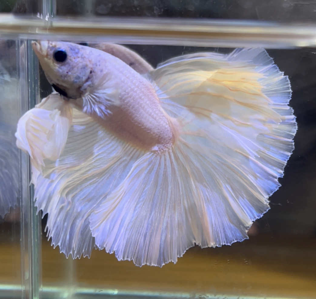 betta426