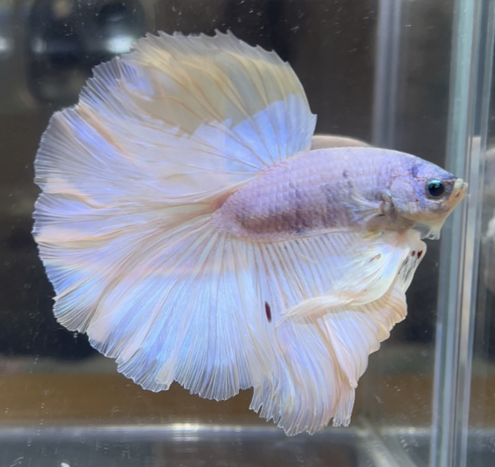 betta427