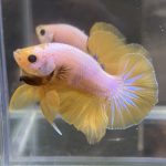 betta486