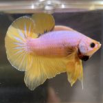 betta486