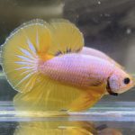 betta486