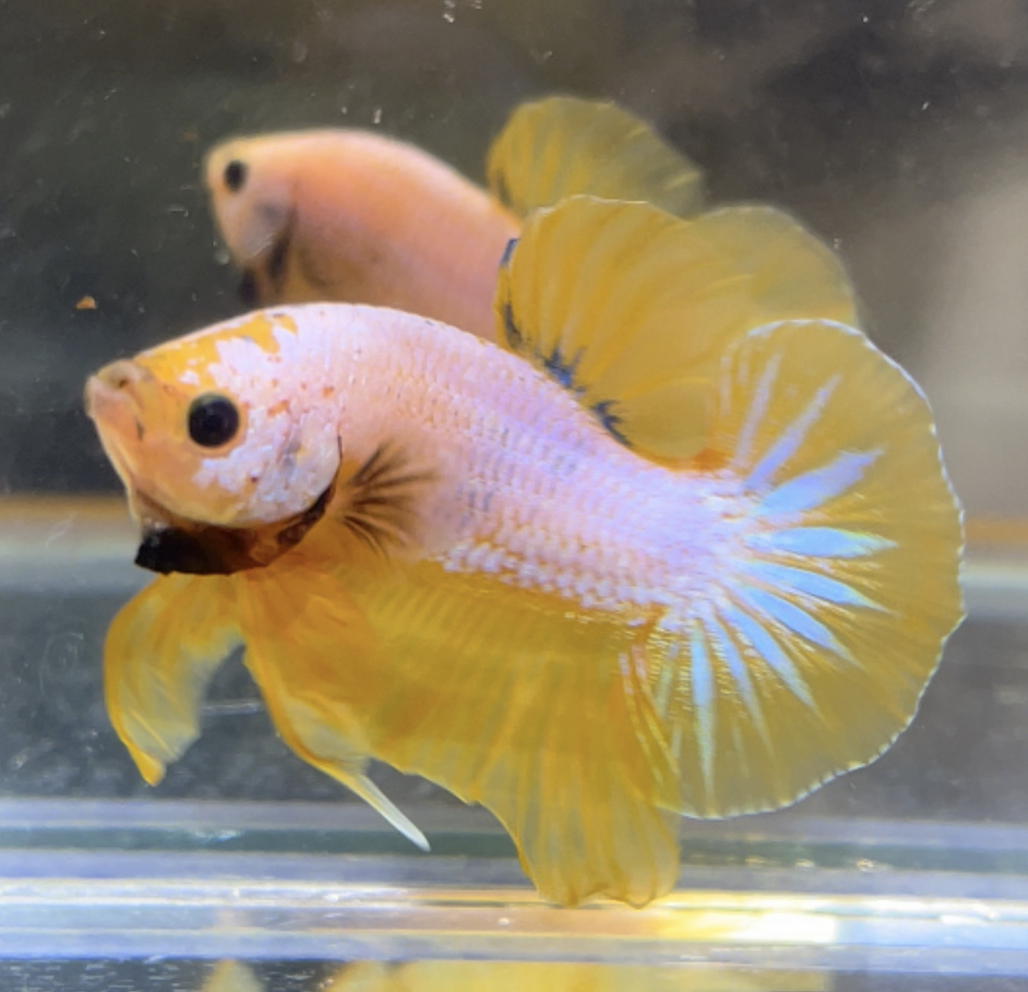 betta486