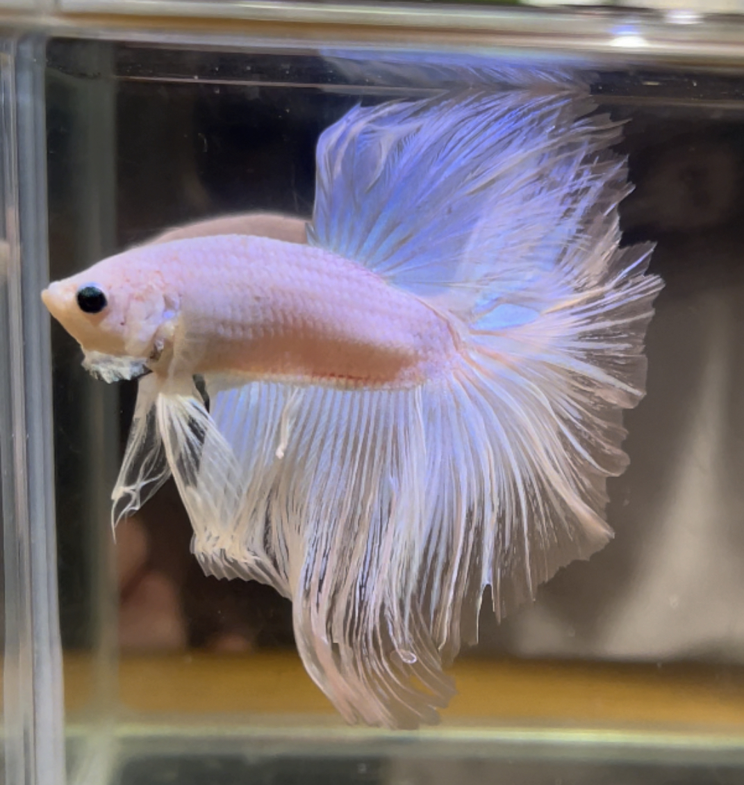 betta429