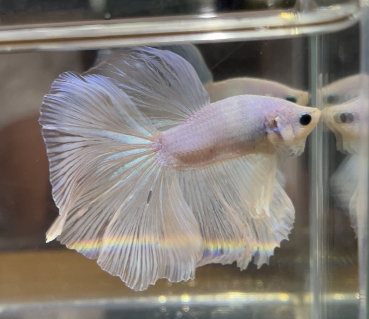 betta430