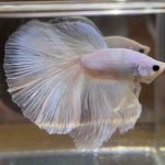 betta430