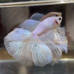 betta430