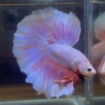 betta425