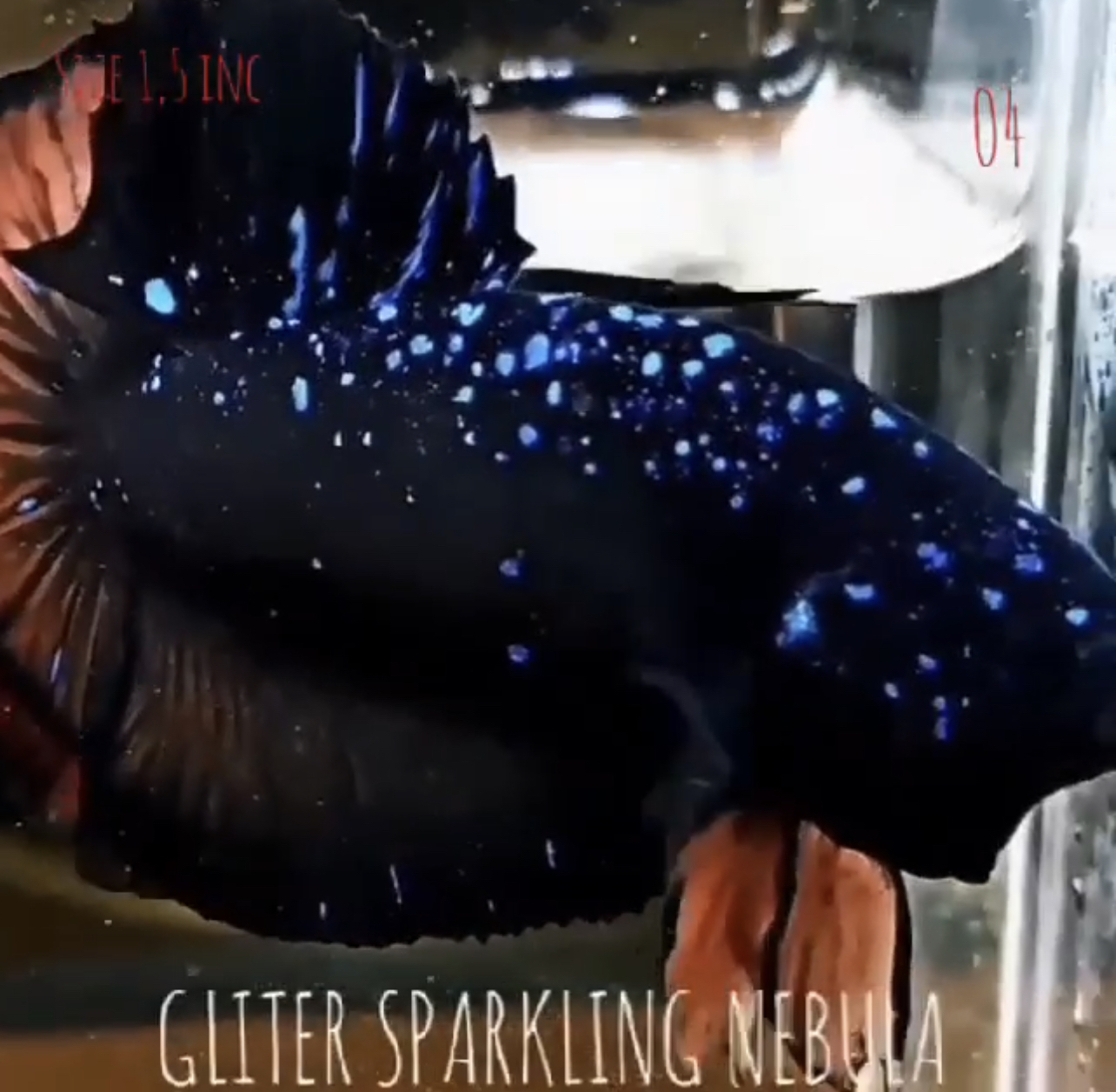 betta433