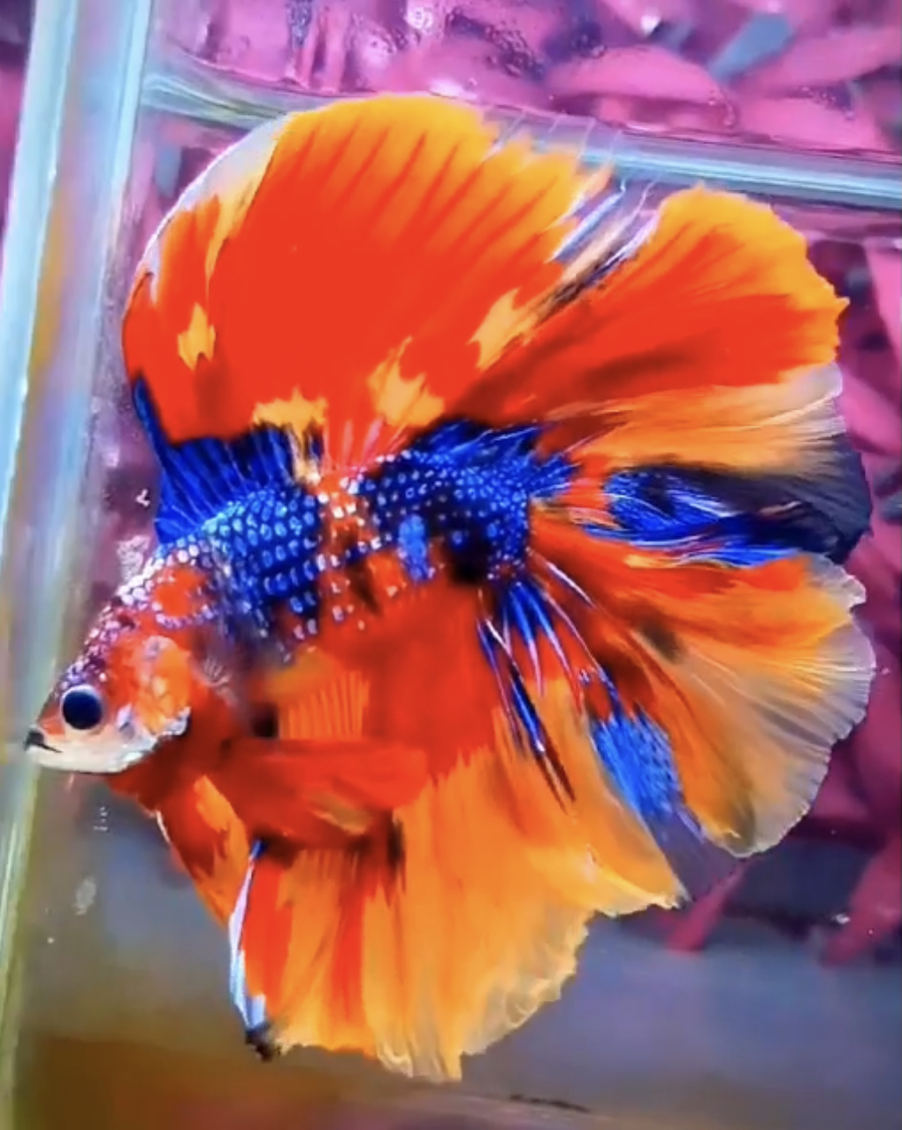 betta432