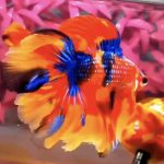 betta432