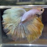 betta434