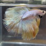 betta434