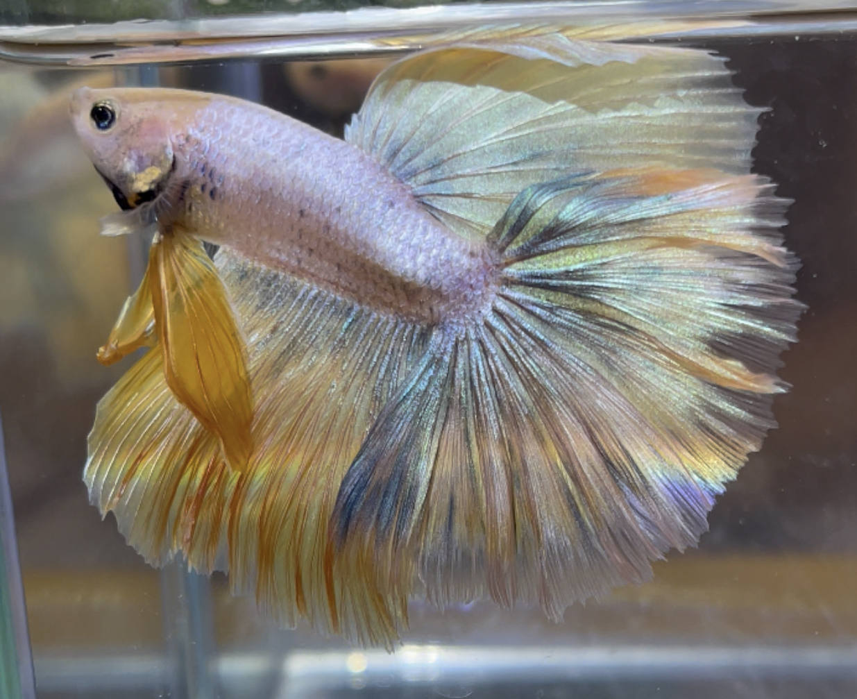 betta434