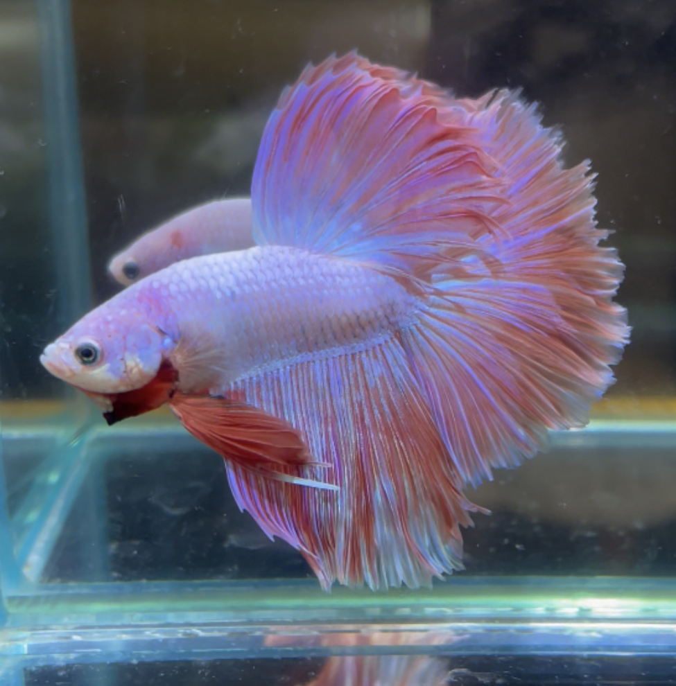 betta435