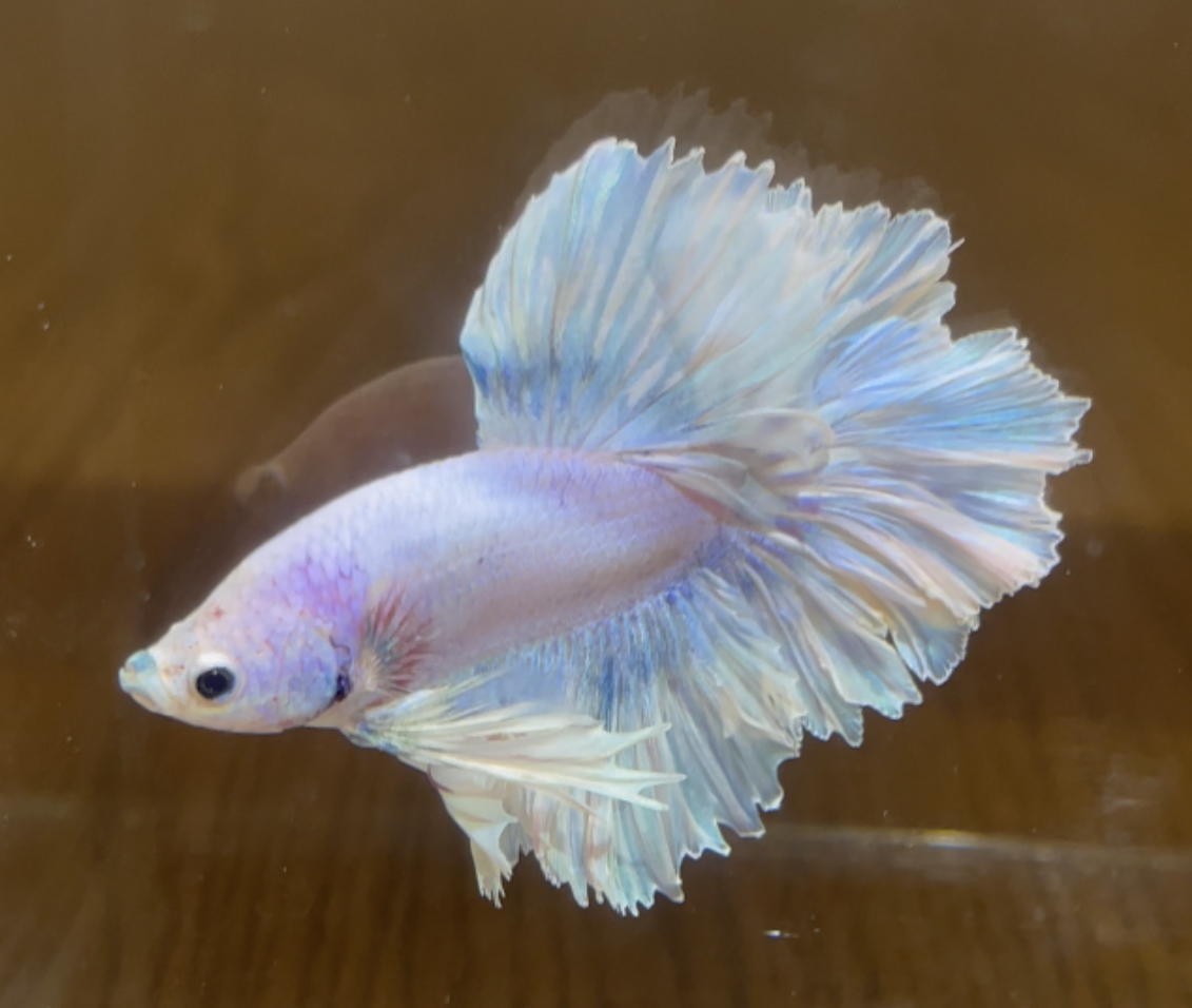 betta436