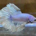 betta436