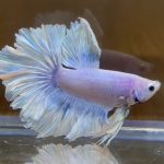 betta436