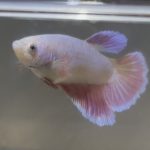 betta437