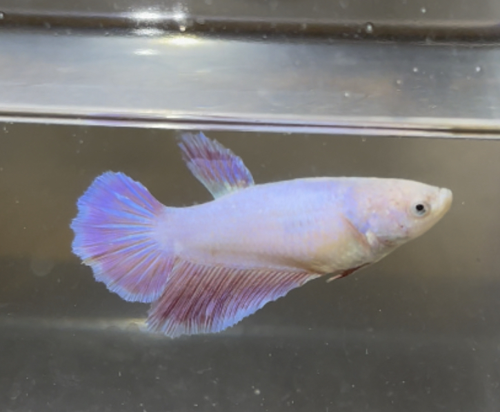 betta437
