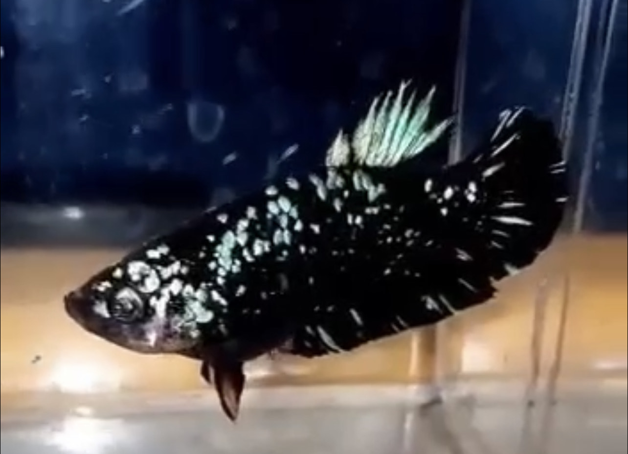 betta408