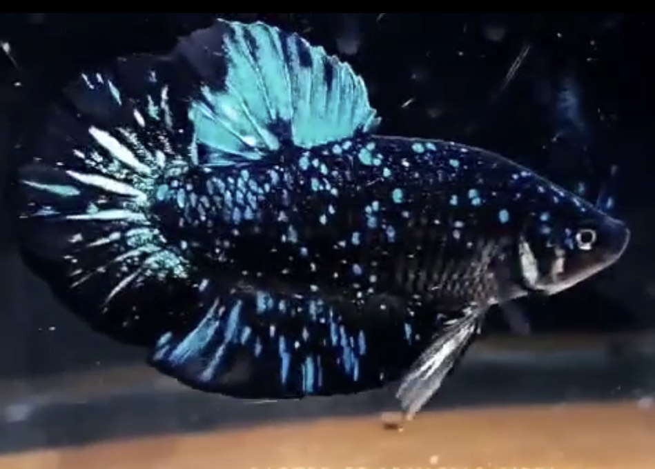 betta409