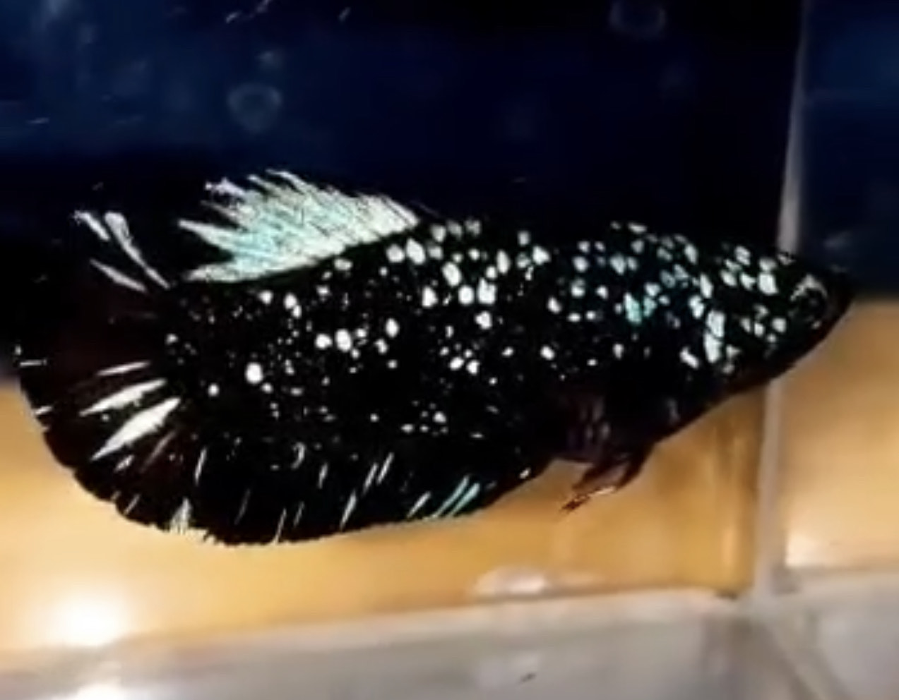 betta411