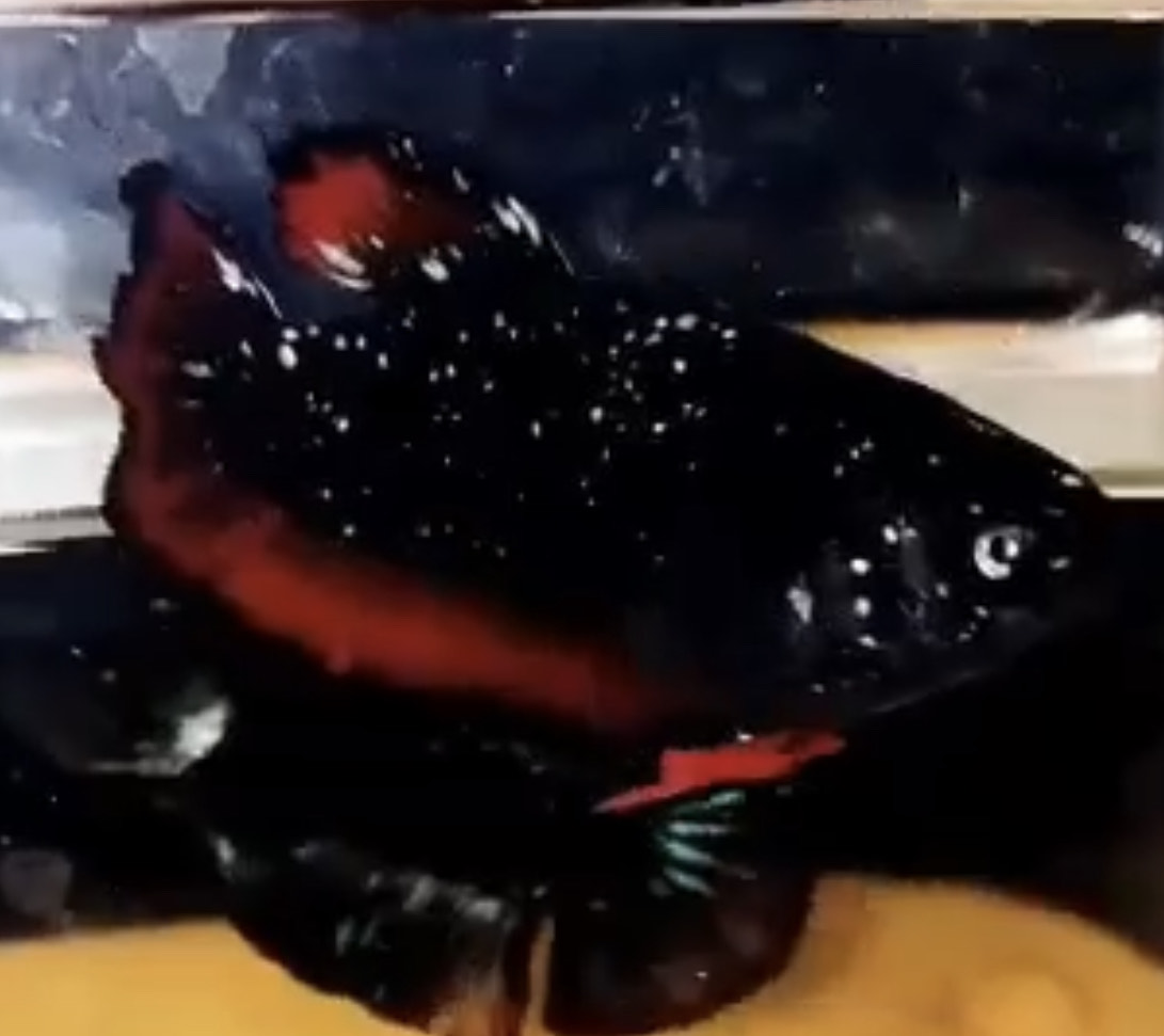 betta410