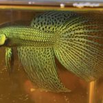 betta416