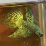 betta416