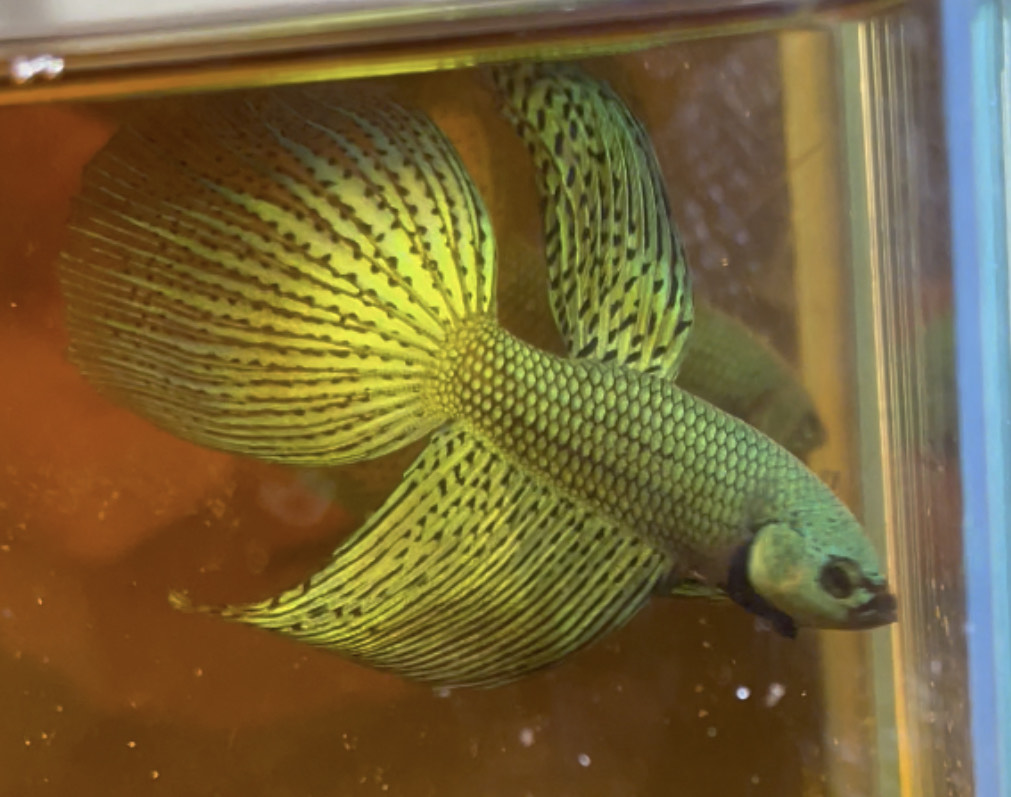 betta416