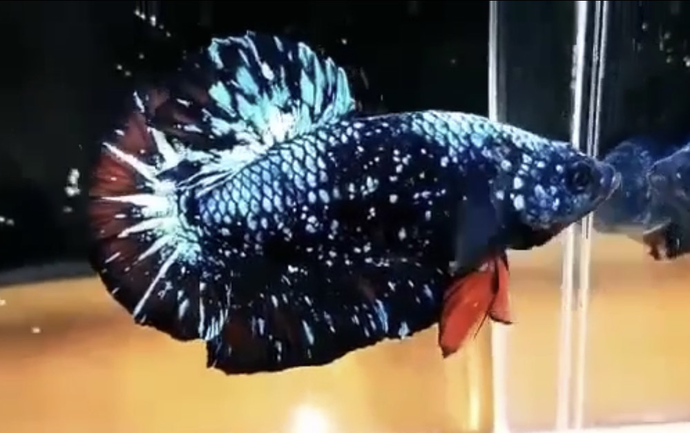 betta417