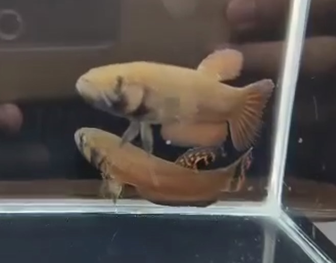 betta438