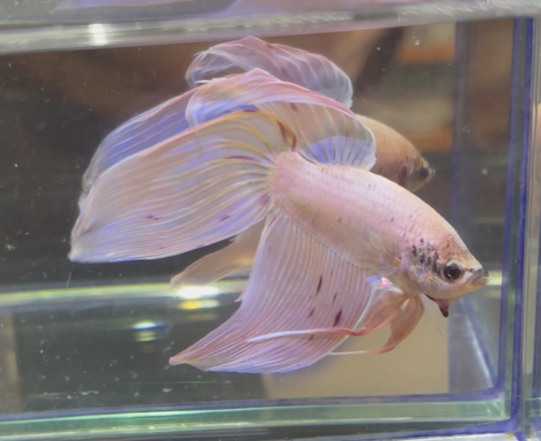 betta440