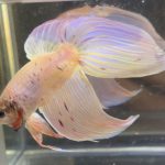 betta440