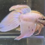 betta440