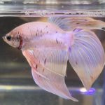 betta440