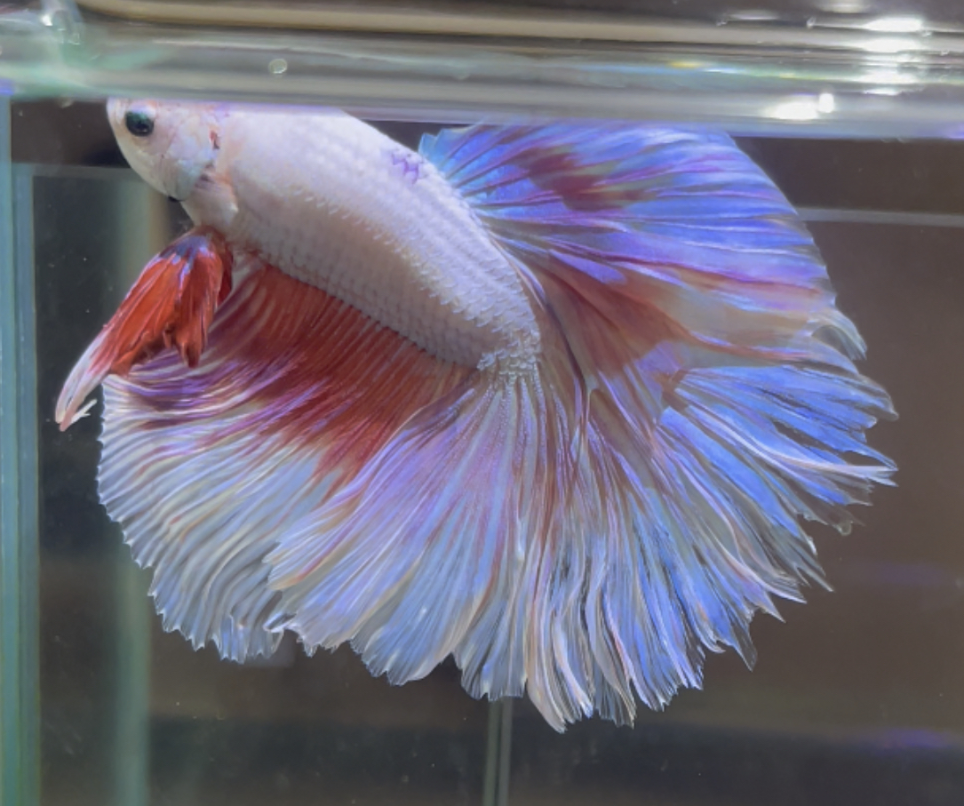 betta441