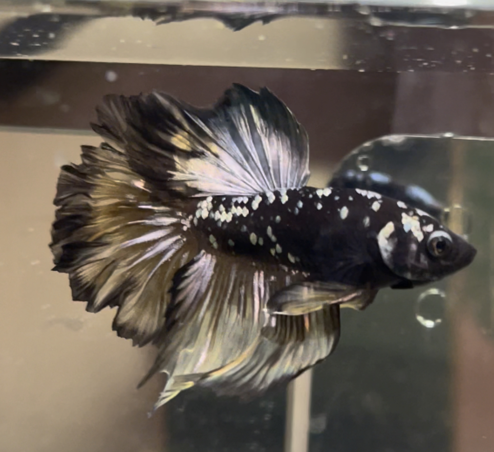 betta442
