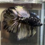 betta442