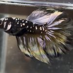 betta442