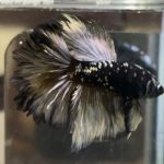 betta442