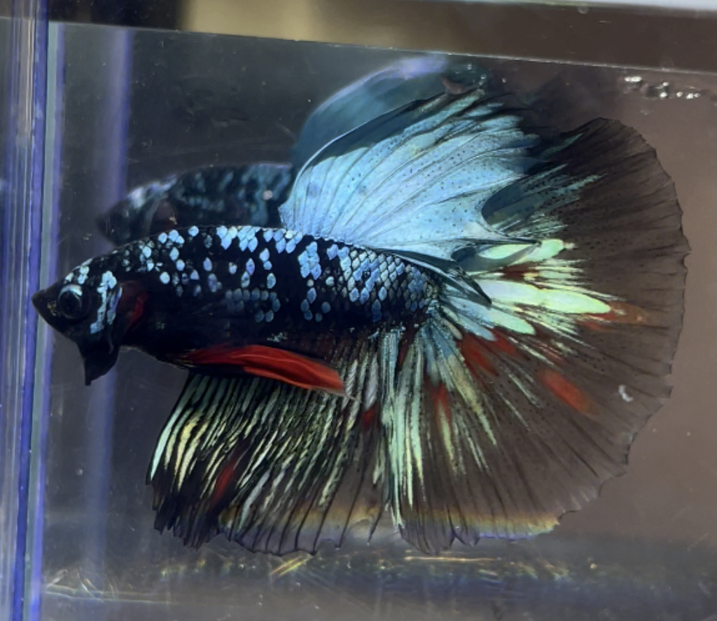 betta443